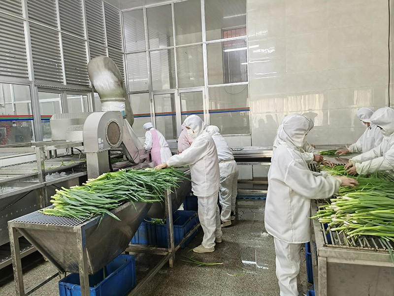 煙臺脫水蔥圈系列