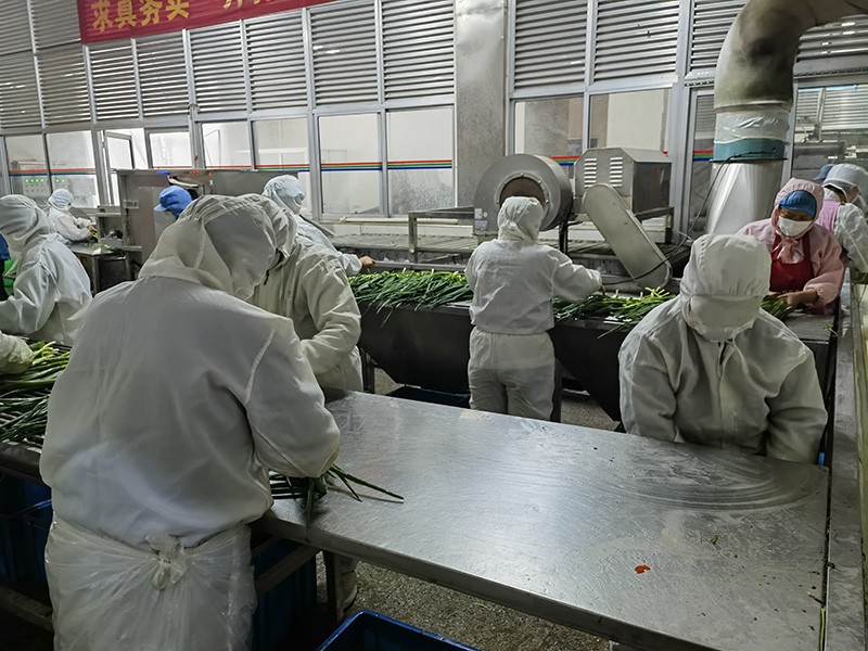 煙臺脫水蔥圈系列2