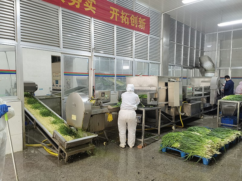 煙臺脫水蔥圈系列3