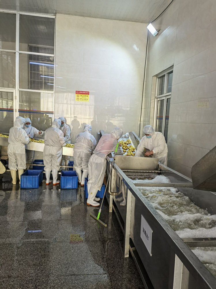 脫水姜片系列