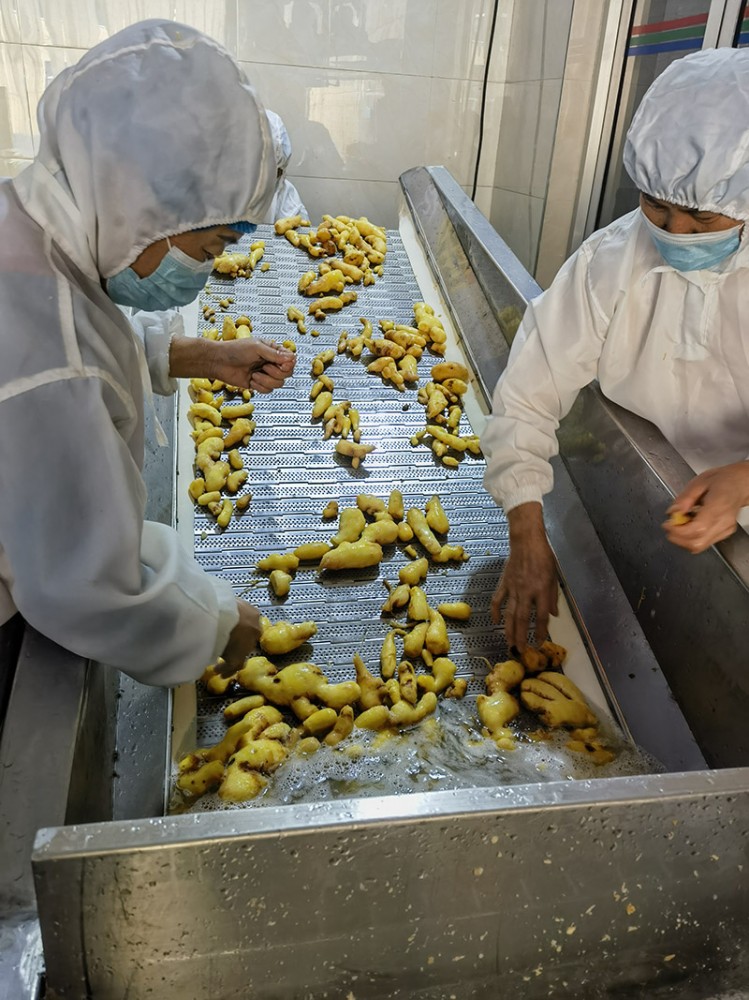 脫水姜片系列1