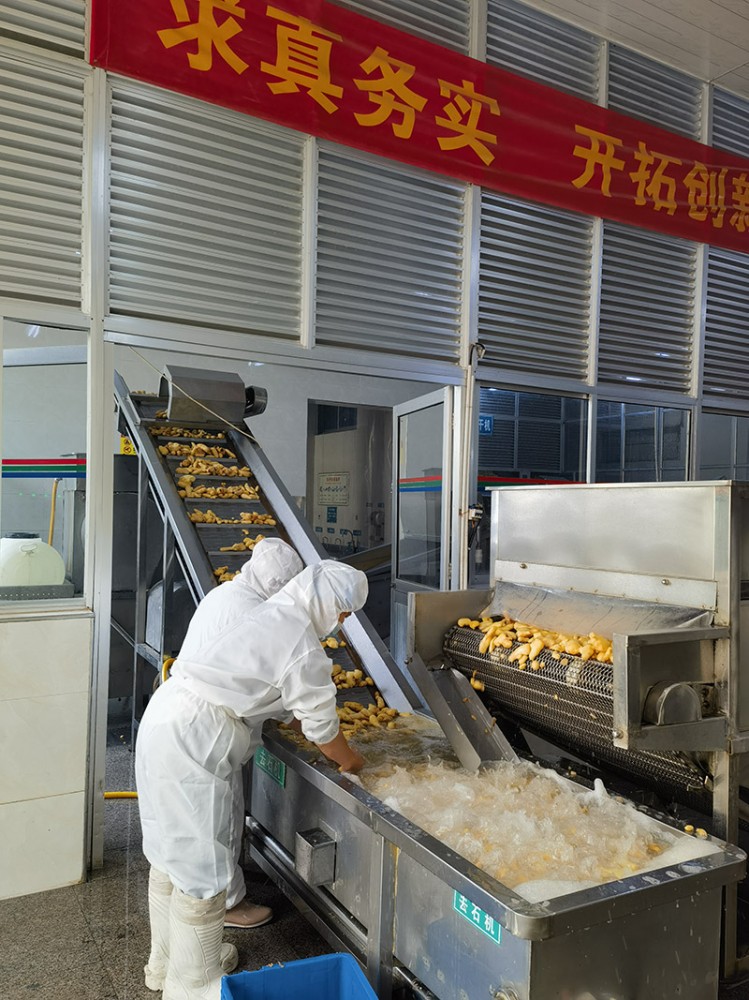 煙臺脫水姜片系列4