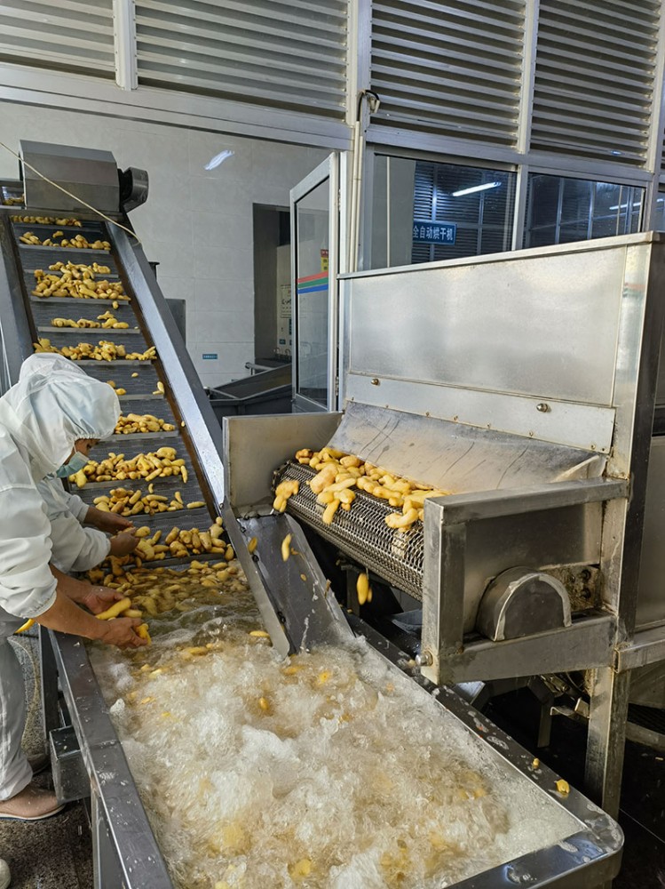 煙臺脫水姜片系列6