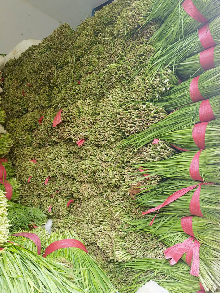 煙臺脫水韭菜系列