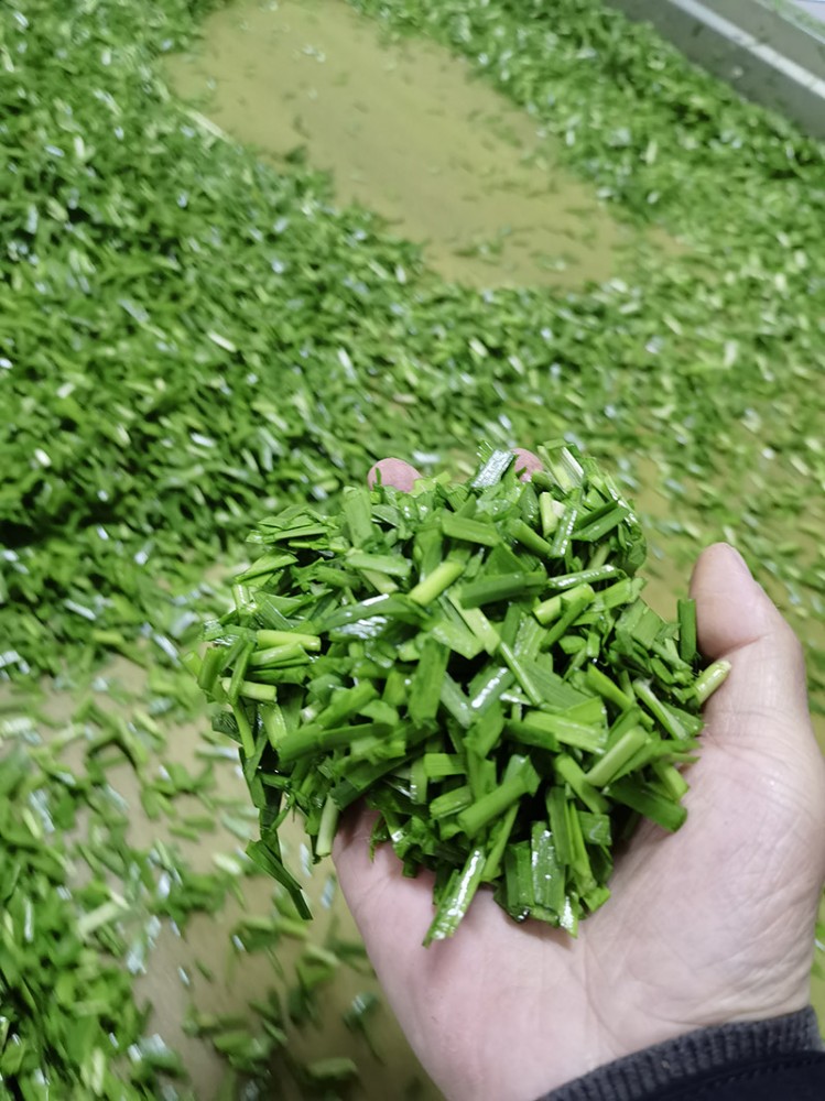 煙臺脫水韭菜系列2