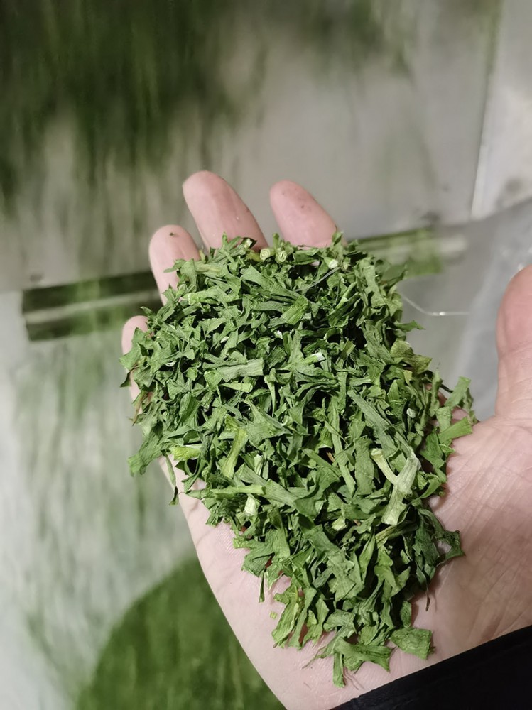 煙臺脫水韭菜系列3