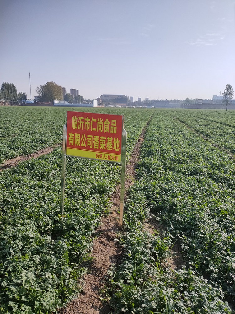 煙臺脫水香菜系列