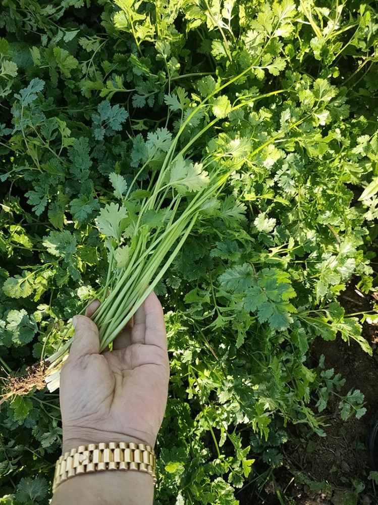 煙臺脫水香菜系列