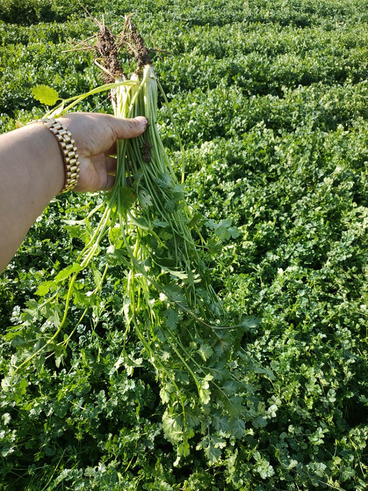 煙臺脫水香菜系列