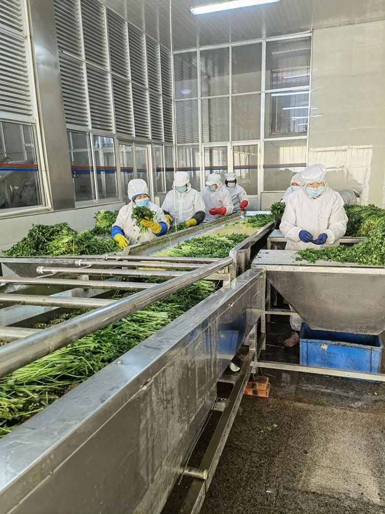 煙臺脫水香菜系列