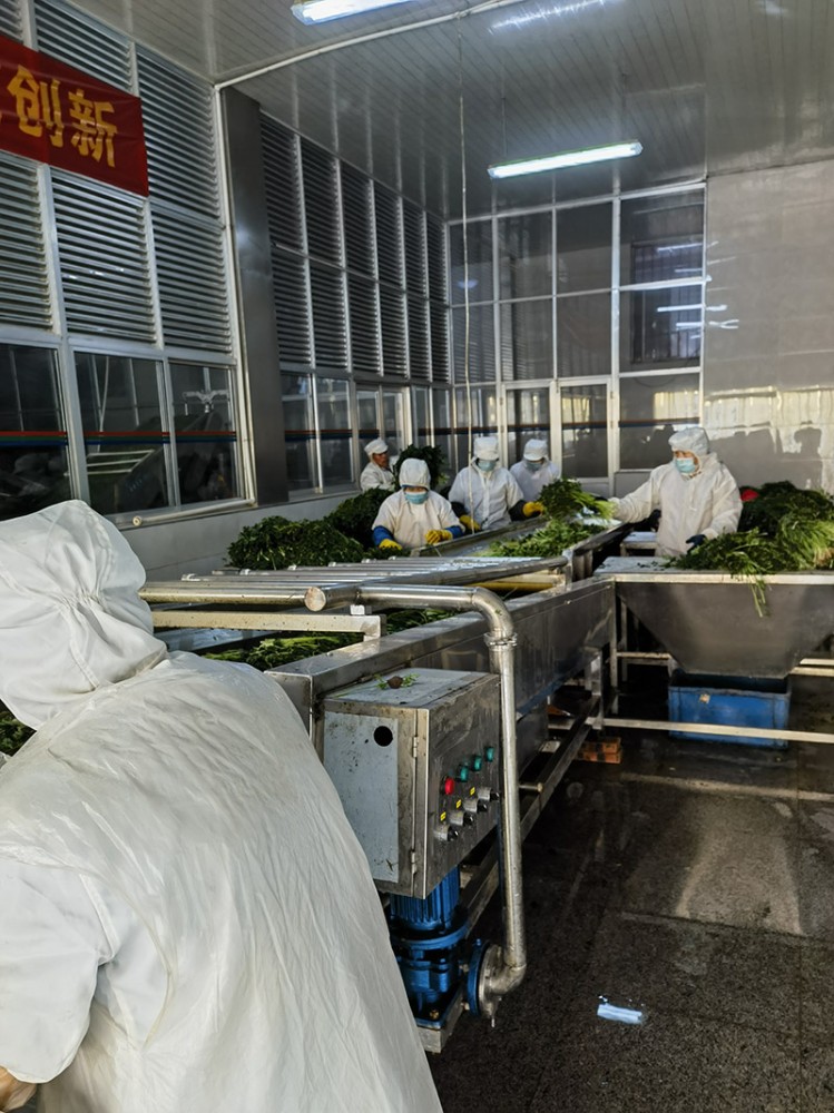 煙臺脫水香菜系列供應