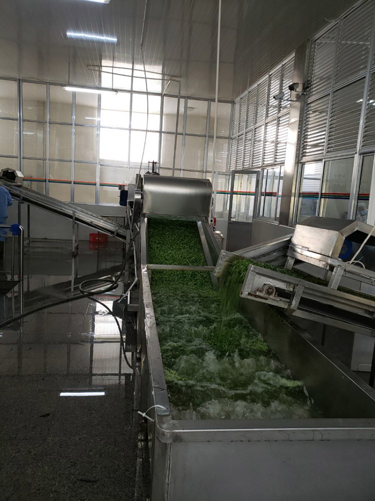 煙臺脫水香菜系列2