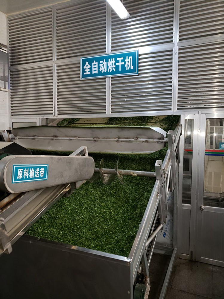 煙臺脫水香菜系列3
